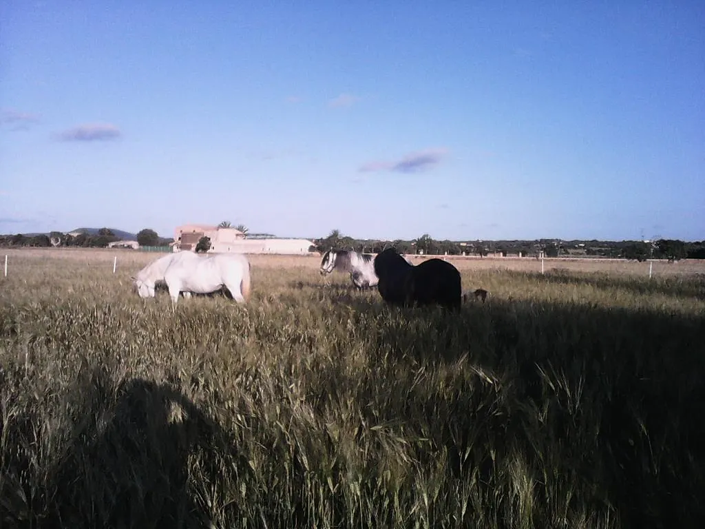 Finca Libertad Mallorca Campos  0*, Campos (Mallorca) Spain